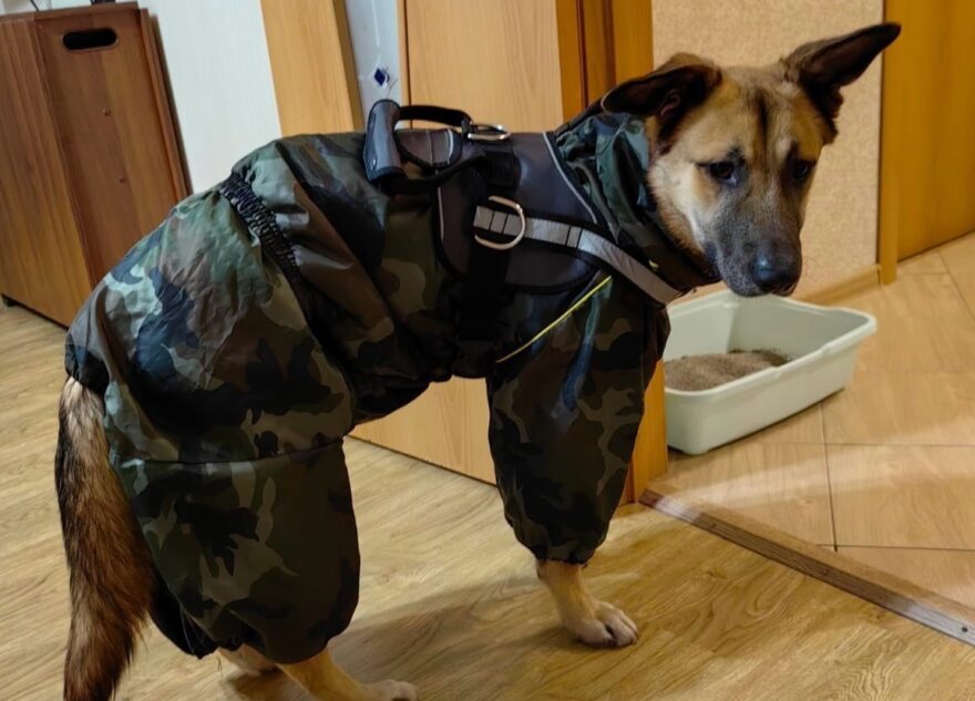 Пес, которого два года искали в Тверской области, разбирает дома подарки Пес, которого два года искали в Тверской области, разбирает дома подарки
