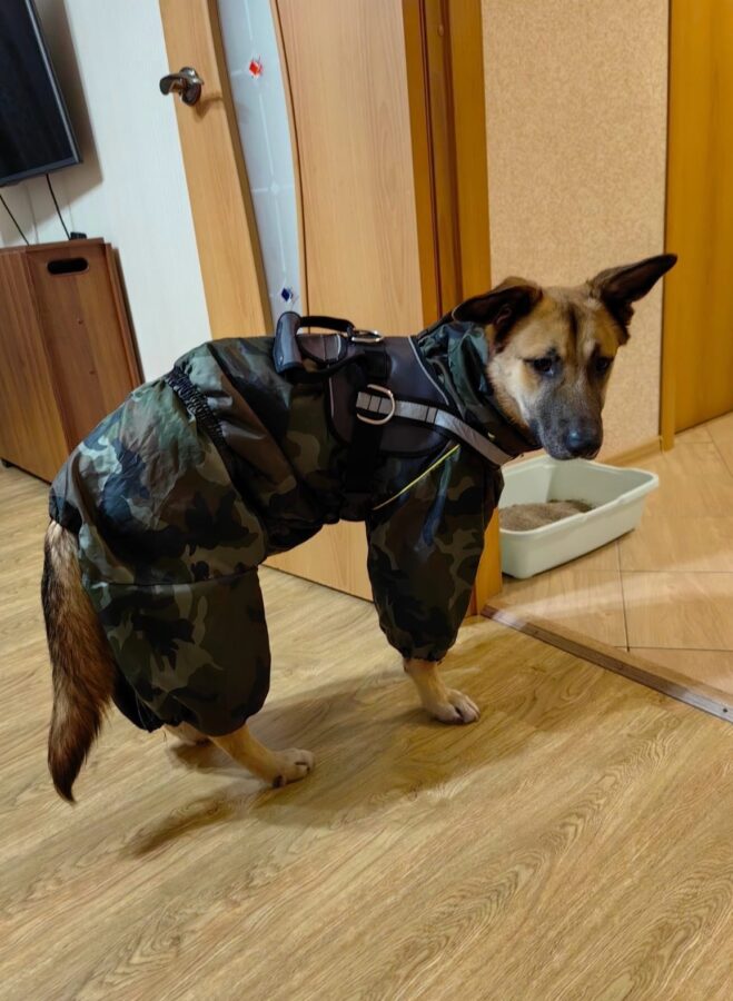 Пес, которого два года искали в Тверской области, разбирает дома подарки