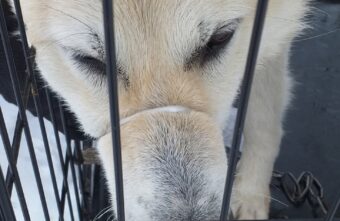 В Тверской области спасли старого пса, которого бросили на цепи у заброшенной фермы