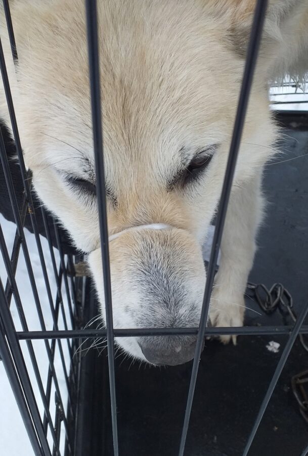 В Тверской области спасли старого пса, которого бросили на цепи у заброшенной фермы