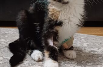 Котенок, который чуть не умер в коробке, идет на поправку Котенок, который чуть не умер в коробке, идет на поправку