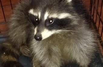 В Тверской области ищут дом для енота Эммы, которую предавали дважды В Тверской области ищут дом для енота Эммы, которую предавали дважды