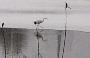 В Твери заметили полюбившую холод цаплю