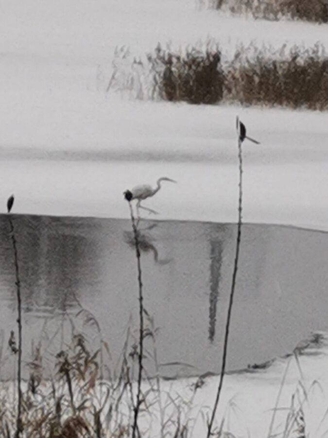 В Твери заметили полюбившую холод цаплю