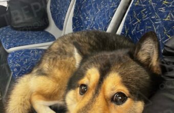 В автобусе по Твери ездит ласковый пес В автобусе по Твери ездит ласковый пес