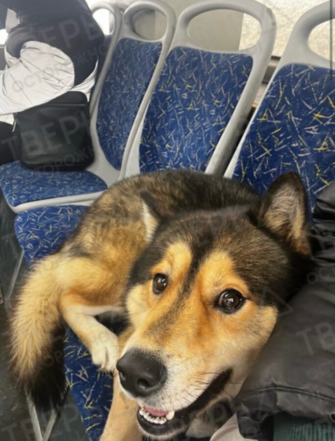 В автобусе по Твери ездит ласковый пес