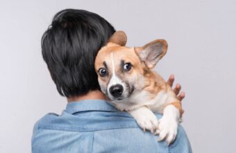 Кинологи советуют оградить собак от салютов и фейерверков  