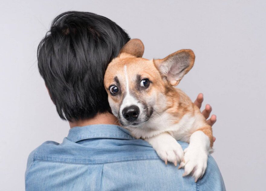 Кинологи советуют оградить собак от салютов и фейерверков  