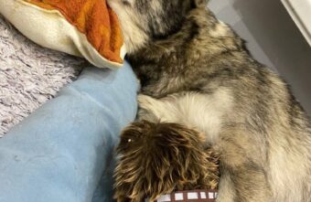 Собаку Лору, которую сбила машина в Твери, отправили в столицу