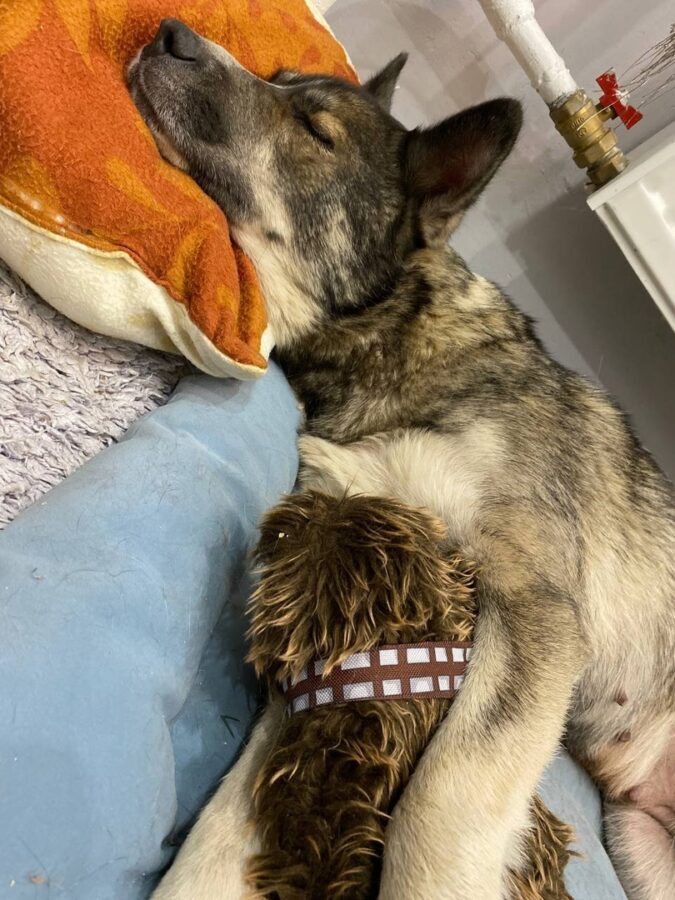 Собаку Лору, которую сбила машина в Твери, отправили в столицу