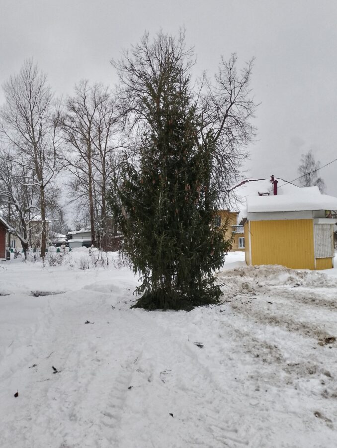 Жители Тверской области в шоке от новогодней елки