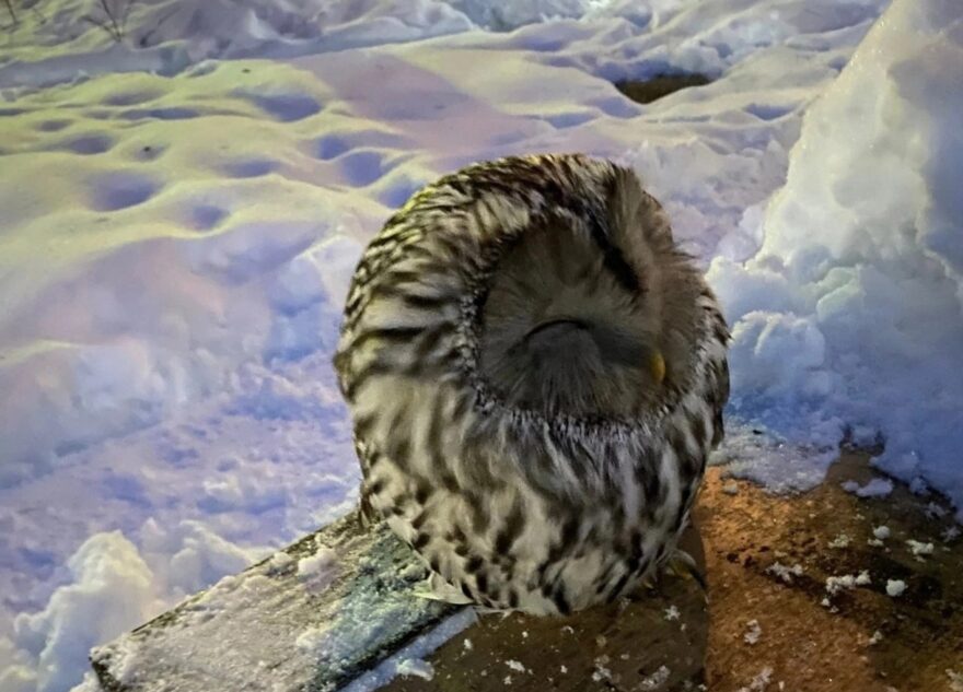 Утром жители Твери заметили одинокую сову на лавочке возле дома