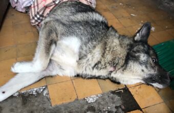 Волонтёры нашли в подъезде в Твери сбитую собаку Волонтёры нашли в подъезде в Твери сбитую собаку