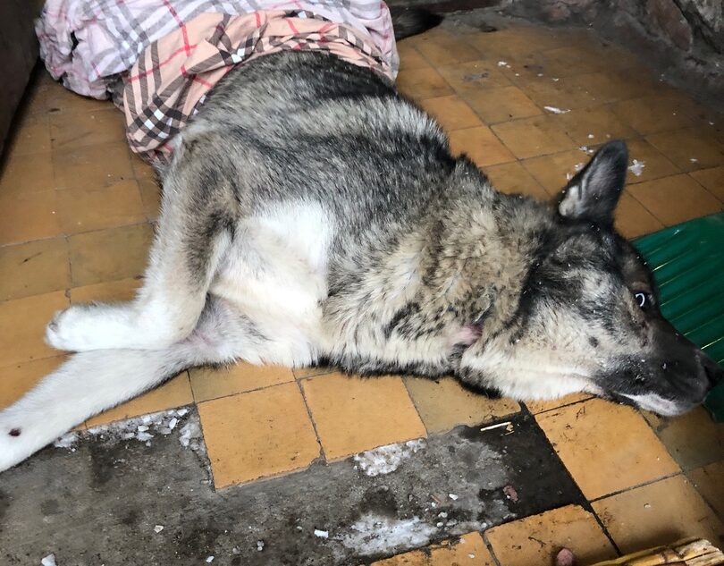 Волонтёры нашли в подъезде в Твери сбитую собаку