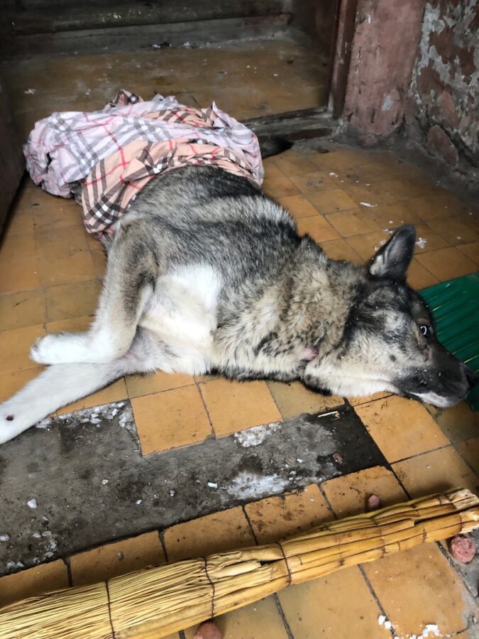 Волонтёры нашли в подъезде в Твери сбитую собаку