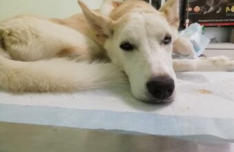 Собаке Джесси из Твери, которая съела пелёнку, требуется помощь