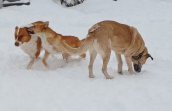 Пёс Оська, пострадавший от машины в Твери, учится собачьим играм