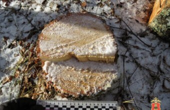 142 берёзы спилили в Тверской области "чёрные лесорубы"