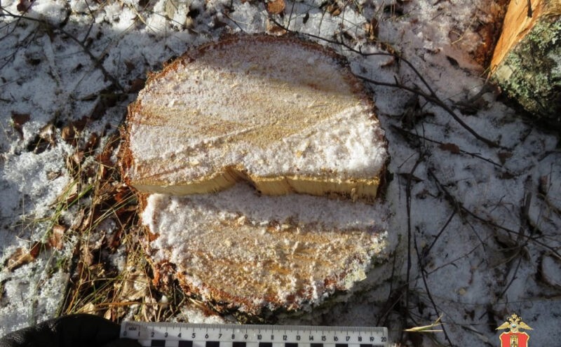 142 берёзы спилили в Тверской области "чёрные лесорубы"