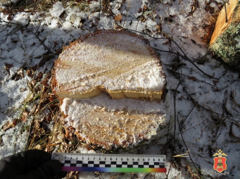 142 берёзы спилили в Тверской области "чёрные лесорубы"