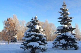 В Тверской области охраняют хвойные деревья от незаконных рубок