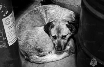 В Твери спасатели вытащили из воды собаку, провалившуюся под лёд В Твери спасатели вытащили из воды собаку, провалившуюся под лёд