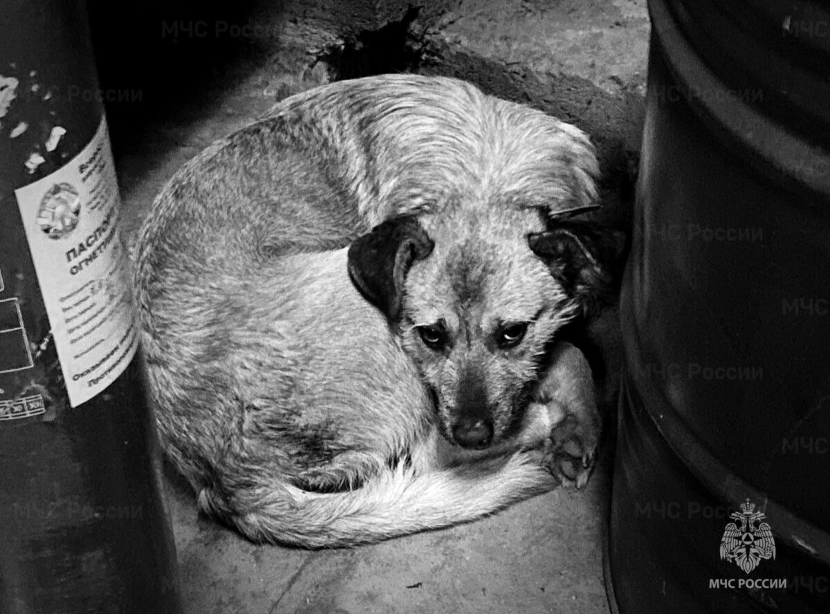 В Твери спасатели вытащили из воды собаку, провалившуюся под лёд