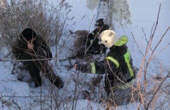 В Тверской области пожарные спасли оленя, провалившегося под лёд В Тверской области пожарные спасли оленя, провалившегося под лёд