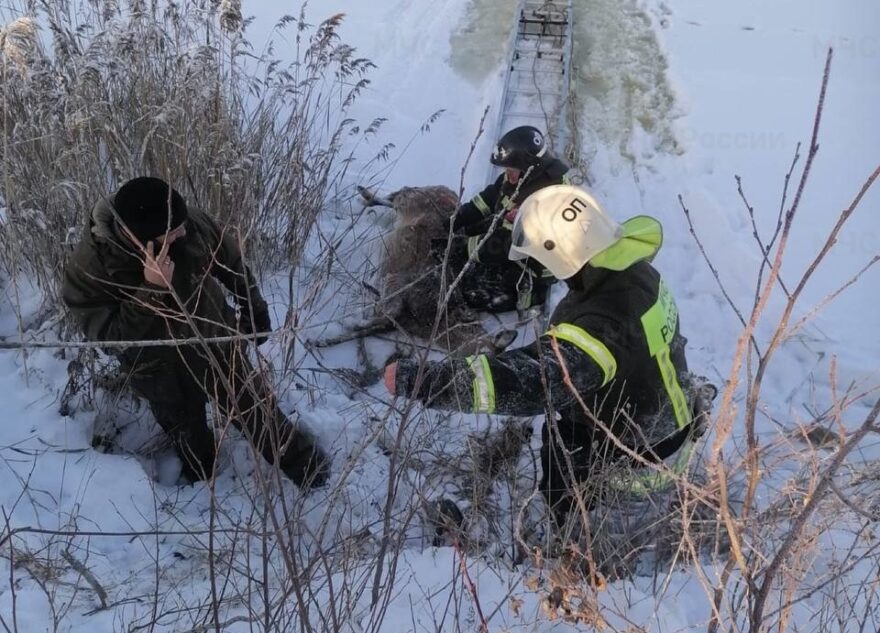 В Тверской области пожарные спасли оленя, провалившегося под лёд В Тверской области пожарные спасли оленя, провалившегося под лёд
