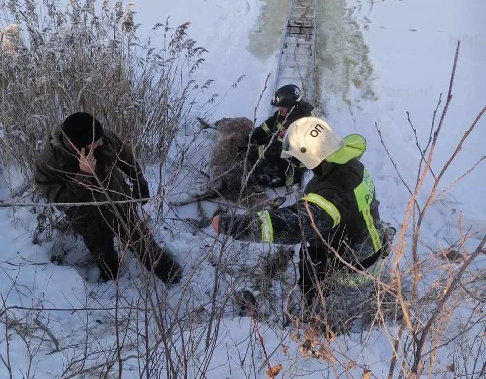 В Тверской области пожарные спасли оленя, провалившегося под лёд