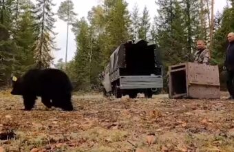 Специалисты Центра спасения медвежат-сирот выпустили еще одного медвежонка в родные леса