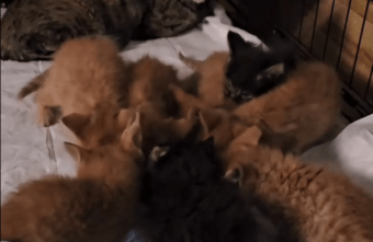 Мама-кошка и восемь котят чуть не замёрзли под сугробом в Твери Мама-кошка и восемь котят чуть не замёрзли под сугробом в Твери