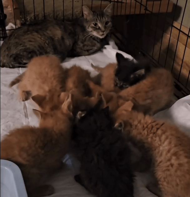 Мама-кошка и восемь котят чуть не замёрзли под сугробом в Твери Мама-кошка и восемь котят чуть не замёрзли под сугробом в Твери