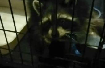 Жителей Тверской области просят помочь еноту Эмме добраться до дома Жителей Тверской области просят помочь еноту Эмме добраться до дома