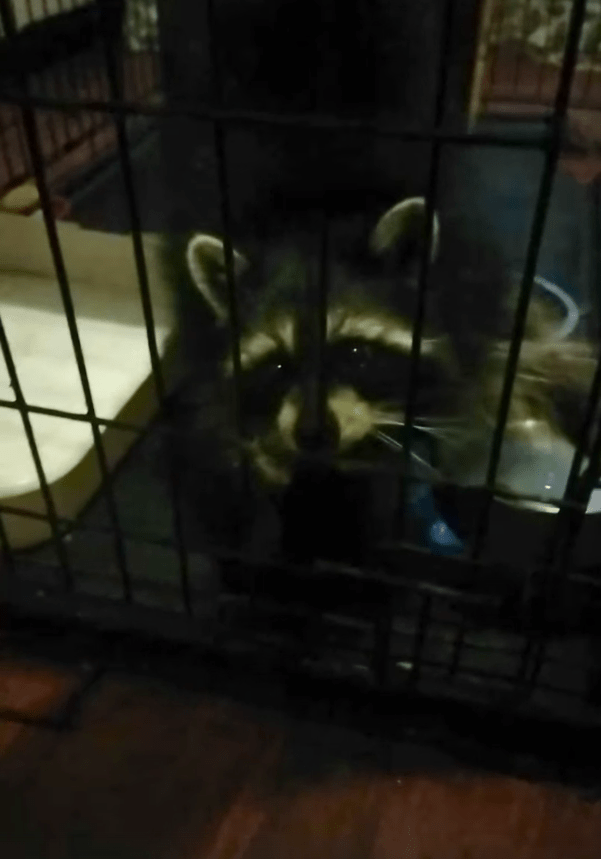 Жителей Тверской области просят помочь еноту Эмме добраться до дома