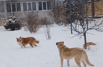 Пёс Оська, пострадавший от машины в Твери, вышел на прогулку с друзьями