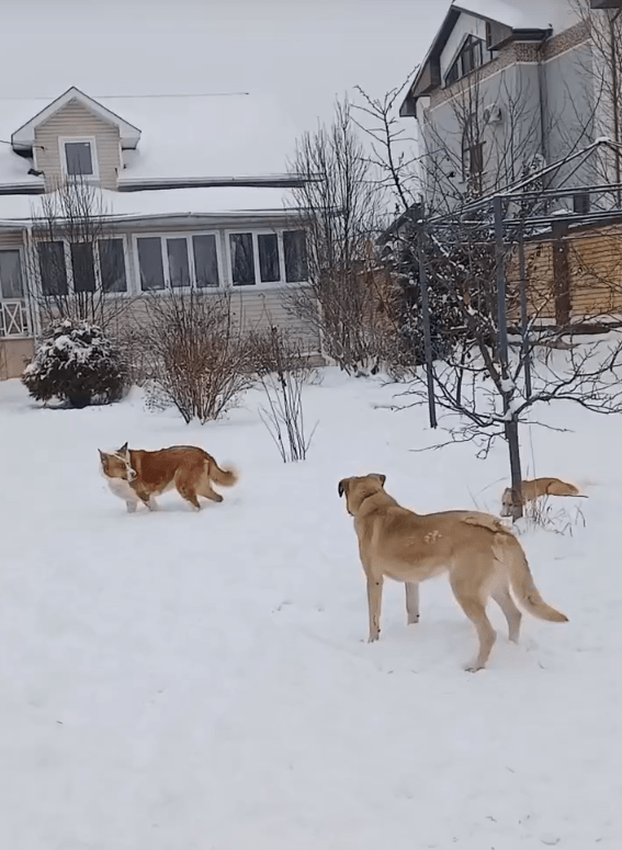 Пёс Оська, пострадавший от машины в Твери, вышел на прогулку с друзьями