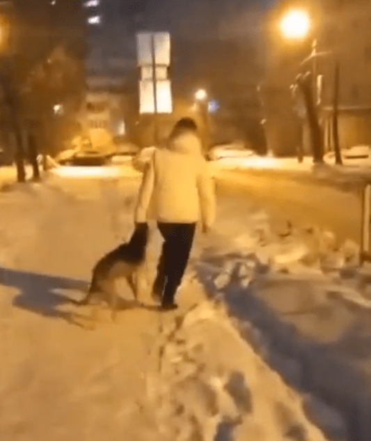 В Твери заметили женщину, которая таскала худую собаку за ошейник В Твери заметили женщину, которая таскала худую собаку за ошейник