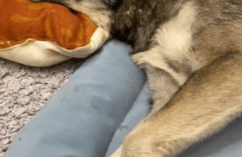 Собака, которая попала под машину в Твери, оказалась мамой Собака, которая попала под машину в Твери, оказалась мамой