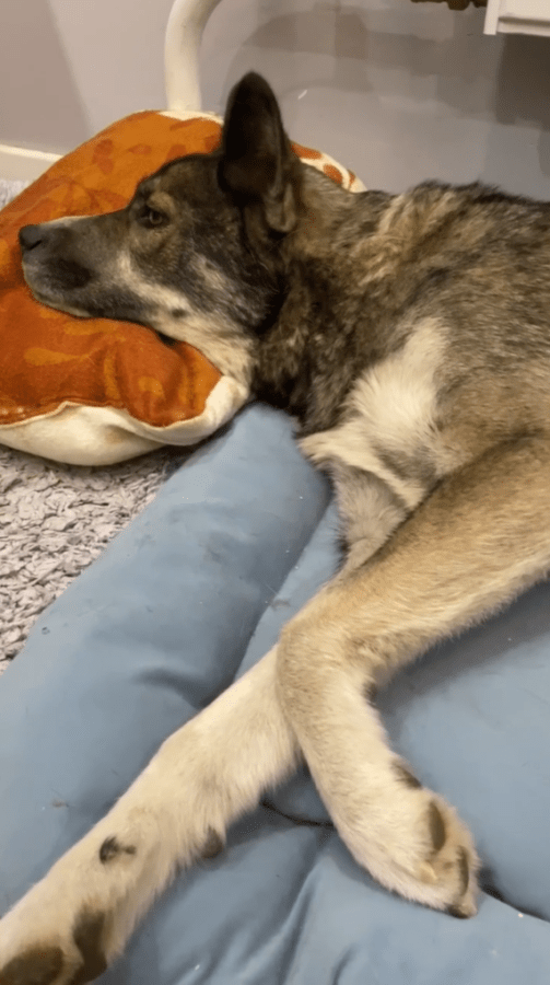 Собака, которая попала под машину в Твери, оказалась мамой