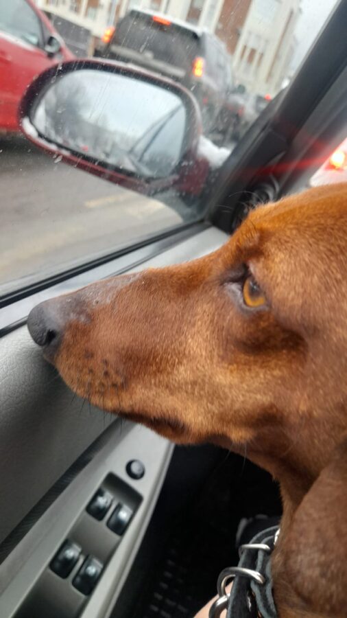 Пёсик из зоны СВО будет отмечать праздник в новом доме в Твери