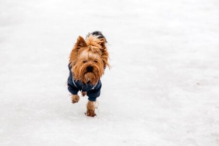 Кинологи рассказали жителям Тверской области, как помочь собаке при переохлаждении Кинологи рассказали жителям Тверской области, как помочь собаке при переохлаждении