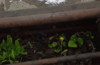 В Тверской области зацвело весеннее растение В Тверской области зацвело весеннее растение