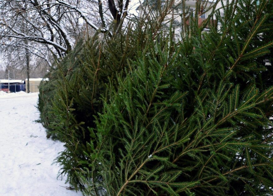 20 декабря в Твери открываются елочные базары