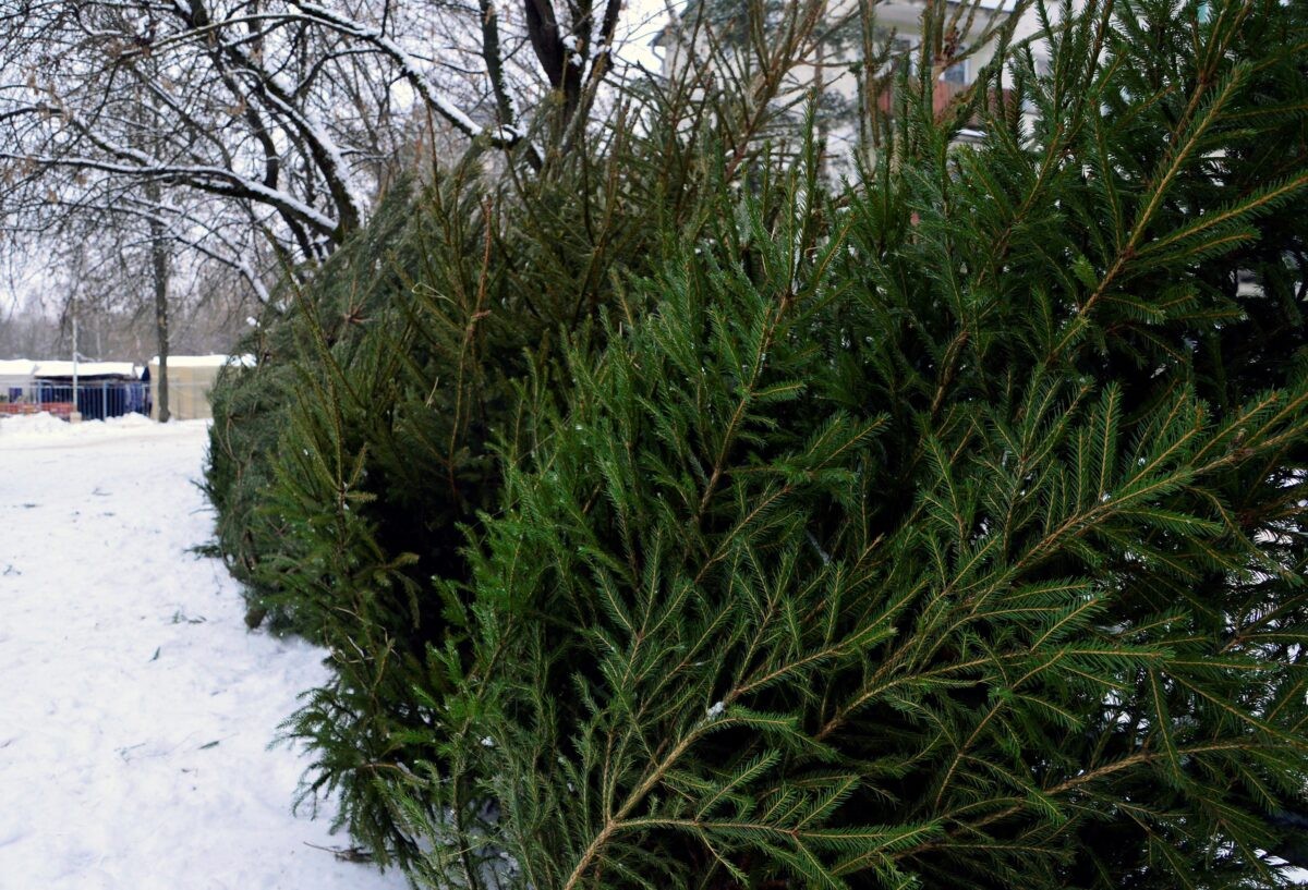 20 декабря в Твери открываются елочные базары