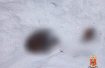 В Тверской области браконьер застрелил двух лосей В Тверской области браконьер застрелил двух лосей