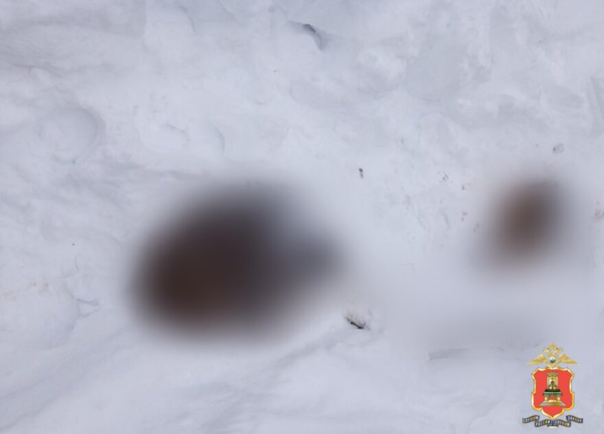 В Тверской области браконьер застрелил двух лосей