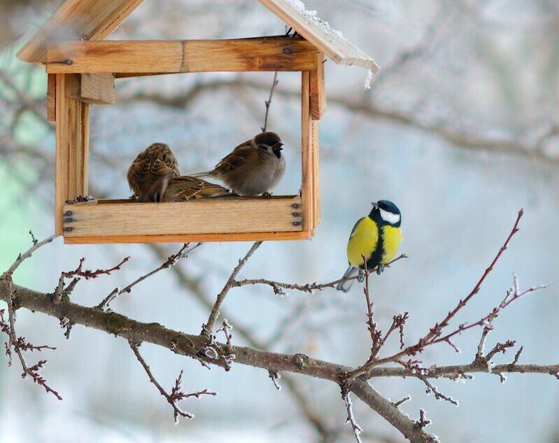 Детям и взрослым Тверской области предлагают сделать кормушку для птиц