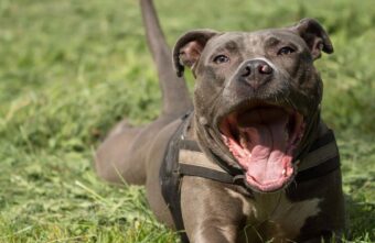 В Твери арестовали мужчину, который угрожал полицейским ружьём и собакой