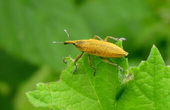 Маленький жук в будущем погубит борщевик в Тверской области